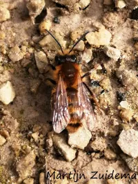 Vosje [Andrena fulva]